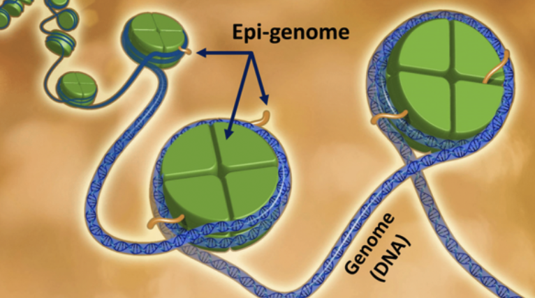 Fig 1. The genome and the epigenome