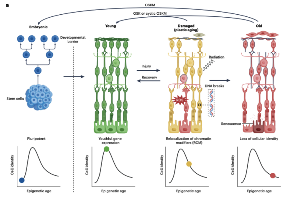 Fig 4. Partial epigenetic reprogramming
