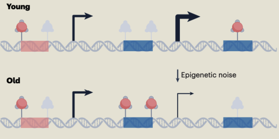 Fig 2. The accumulation of epigenetic noise with age