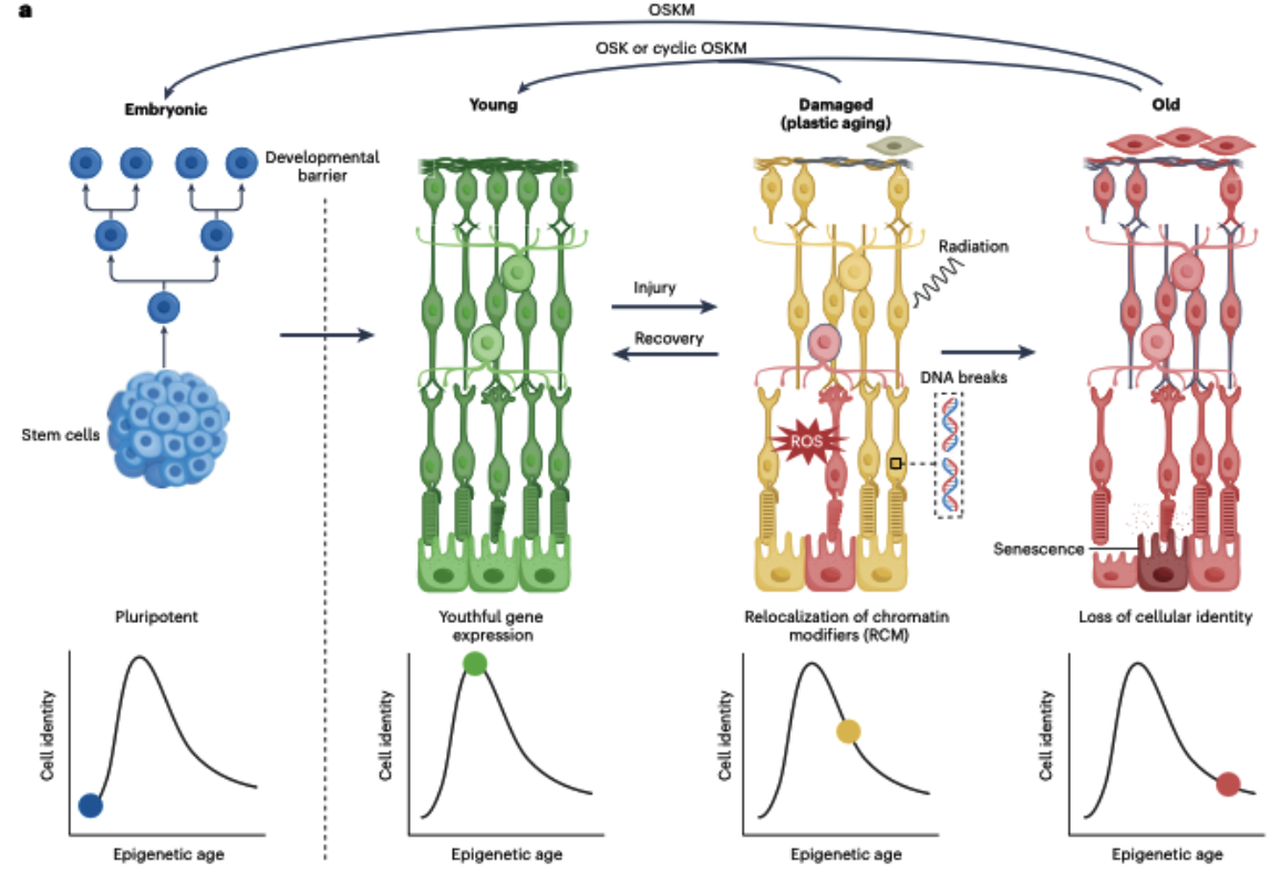 Fig 3. Partial epigenetic reprogramming
