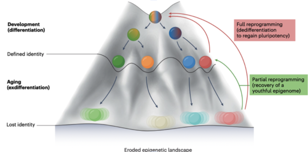 Fig 2. Waddington’s landscape and ex-differentiation