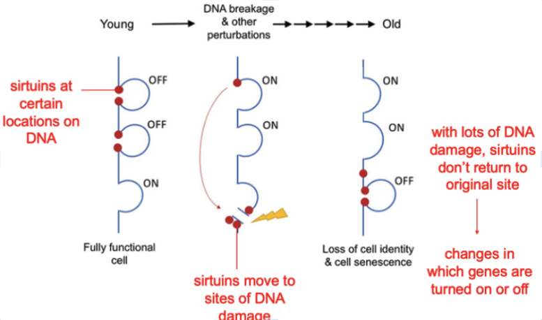 Fig 3. How epigenetic information gets lost